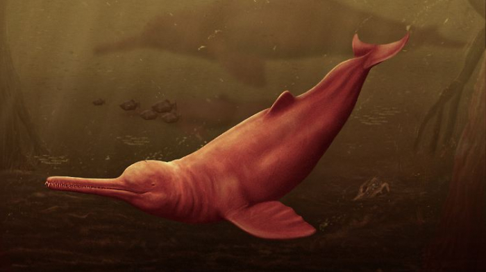   Größter bekannter Süßwasserdelfin am Amazonas entdeckt  