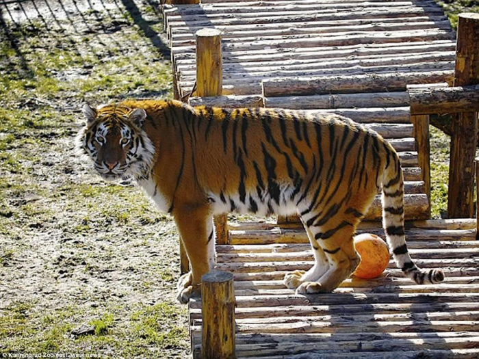  Krımda 200-dən çox heyvan olan zoopark yandı -  VİDEO  