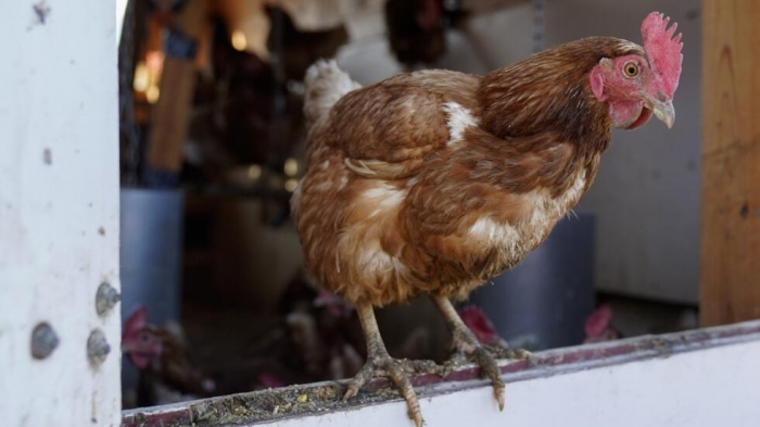 Grippe aviaire : les experts en pandémie s
