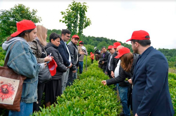 “Məqsədimiz çay mədəniyyətinin qorunması və inkişafıdır”    - Tərlan Lətifov     
