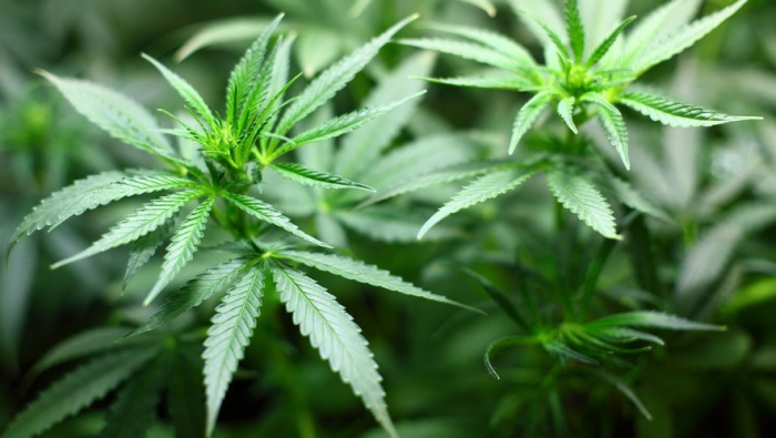 Le cannabis bientôt reclassé comme une drogue moins dangereuse aux Etats-Unis