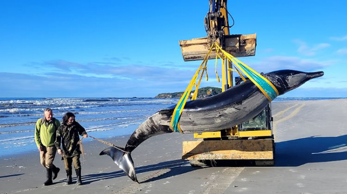  Extrem seltener Wal an Strand in Neuseeland gespült 