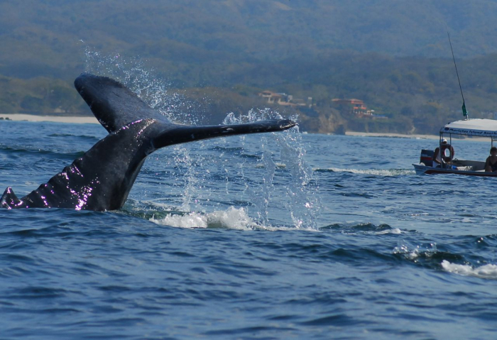 Une baleine retourne un petit bateau de pêche au large du New Hampshire