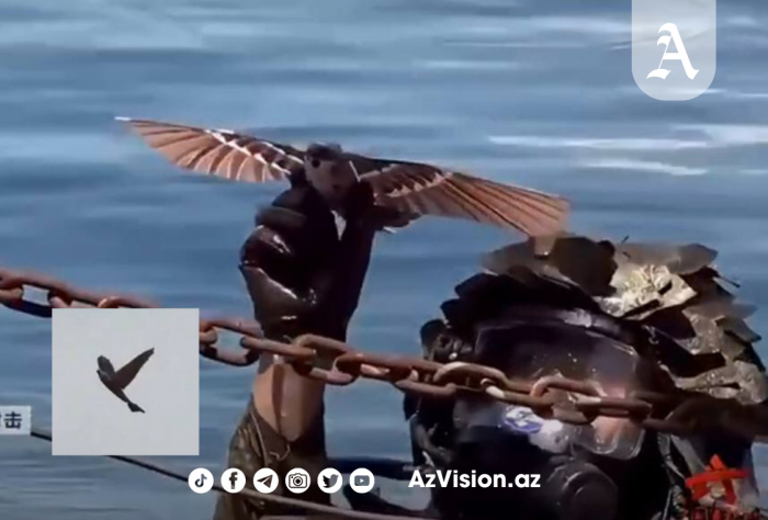 Çin şirkəti quş görünüşlü dron hazırlayıb -    VİDEO   