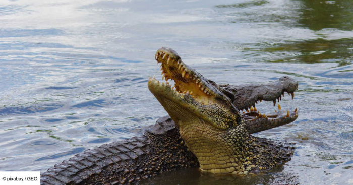 Inondations en Thaïlande : 125 crocodiles abattus pour éviter leur échappement