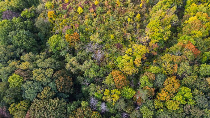   Wälder geben inzwischen selbst Kohlenstoff ab  