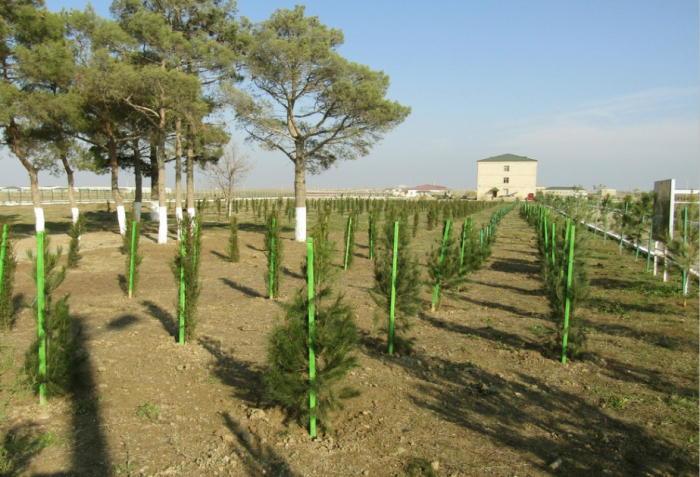 Azerbaijan to plant over 1.6 million trees and shrub species for “Green World Solidarity Year”