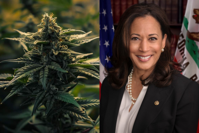 USA: Kamala Harris souhaite «légaliser la marijuana à usage récréatif» pour «créer des opportunités pour les Noirs américains»