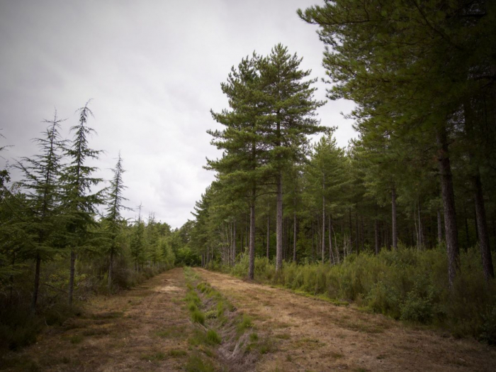 Climat: la forêt française souffre de plus en plus du réchauffement