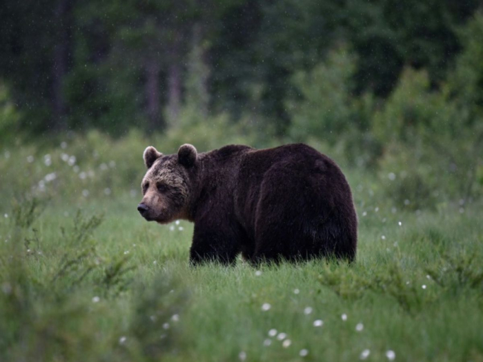 Les populations de faune sauvage ont décliné de 73% en moyenne en 50 ans, selon l