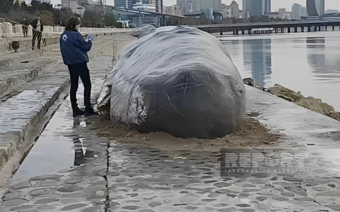 Whale model on display in Baku to raise awareness on climate change