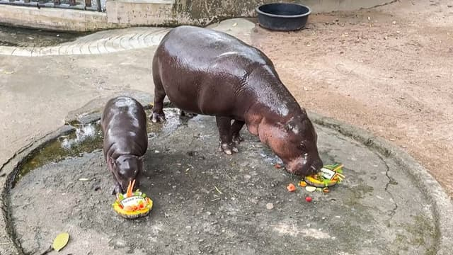 Présidentielle américaine : un bébé hippopotame, star des réseaux sociaux, prédit le résultat