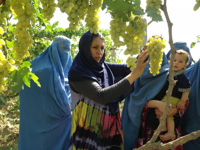  Turning Landmines Into Grapevines In Post-War Azerbaijan 