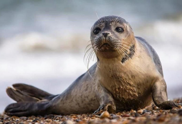 Neuroinfection caused mass die-off of Caspian seals - experts