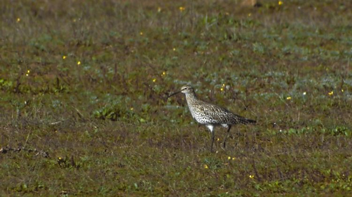   Der Dünnschnabel-Brachvogel ist Geschichte  