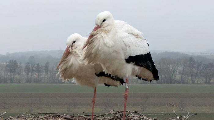   Die ersten Störche sind zurück  