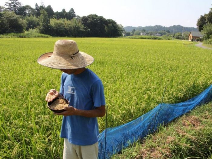 Le Japon débloque sa réserve d’urgence de riz pour contrer l’inflation