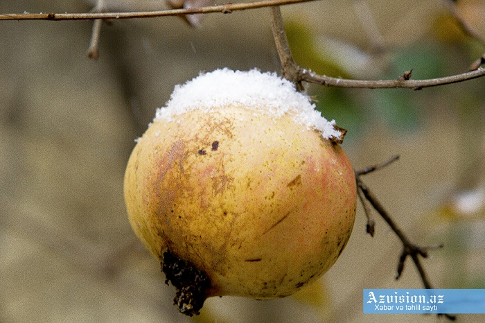    Temperatur enəcək, yağış, qar yağacaq   