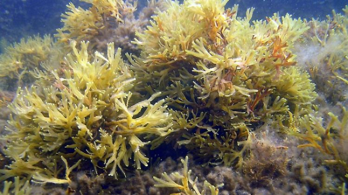   In der Ostsee wächst der wohl größte Klon der Welt  