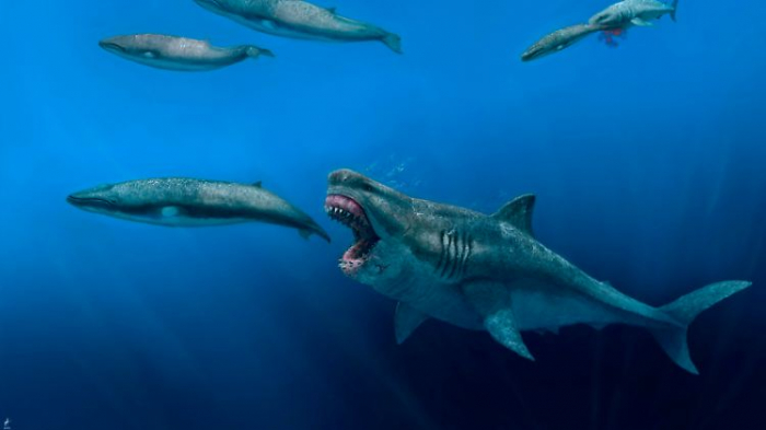   Wie groß war der Megalodon wirklich?  