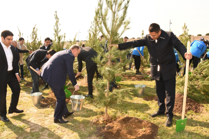 Növbəti ağacəkmə aksiyası keçirilib