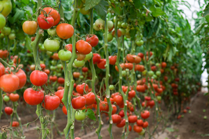   Beschränkungen für Tomatenimporte aus Turkmenistan nach Aserbaidschan  