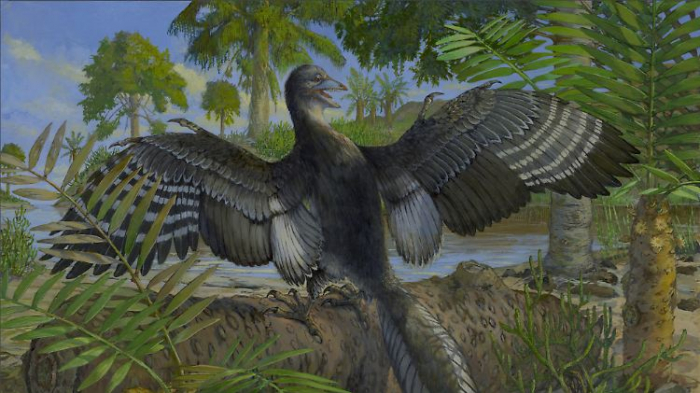   Neuer Hinweis, dass Archaeopteryx fliegen konnte  