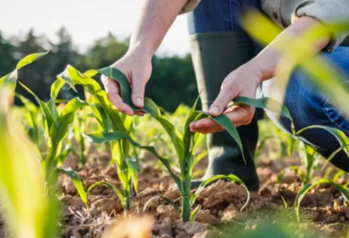 Azerbaijan, Pakistan to cooperate in plant quarantine and protection