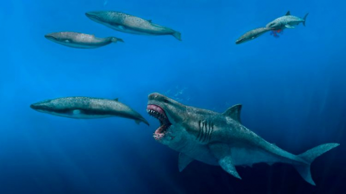   Diese Beute jagte der Urzeit-Hai Megalodon  