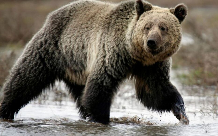 Slovaquie : le gouvernement autorise la commercialisation de viande d’ours