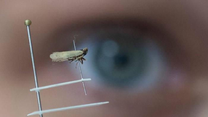   Zikade verursacht welke Kartoffeln - Ernte in Gefahr  