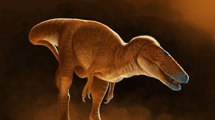   Dieser Dinosaurier soll Vorfahre des T-Rex sein  