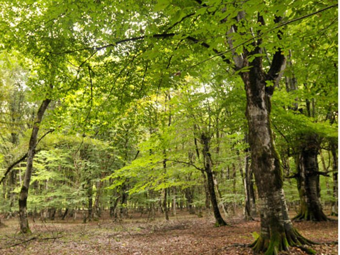   At least 240 hectares of forest to be restored in Azerbaijan