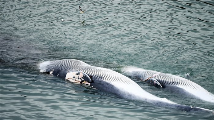Japan hunts fin whales, 1st since exiting International Whaling Commission