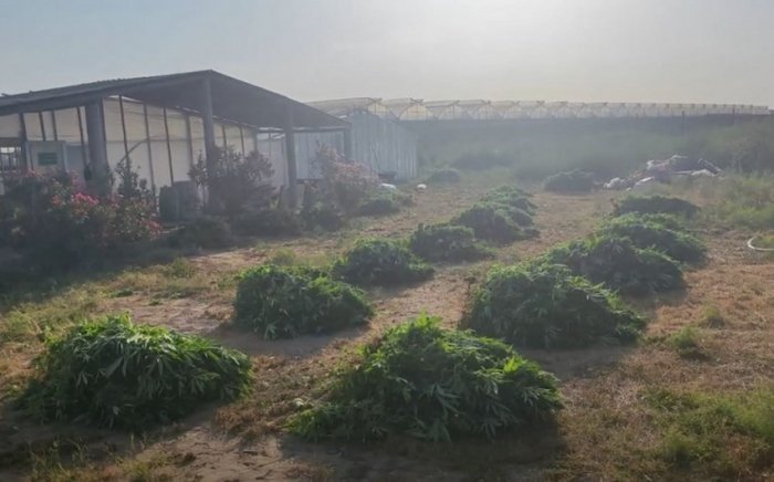    Maştağadakı istixanada 881 kq narkotik aşkarlanıb   