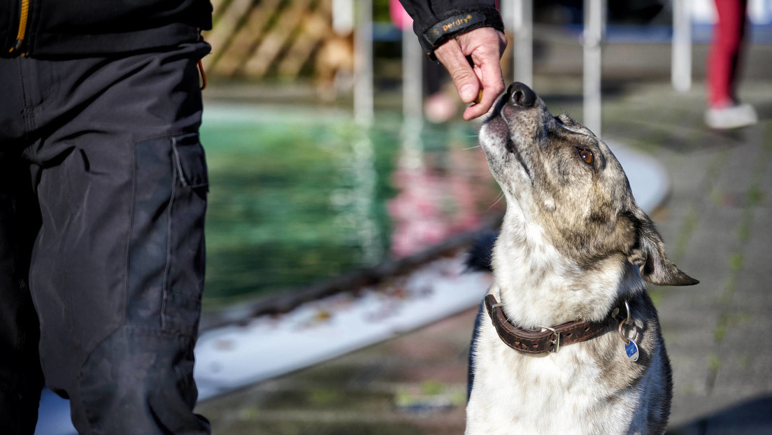   Pueden leer tu mente: la sorprendente capacidad de los perros  