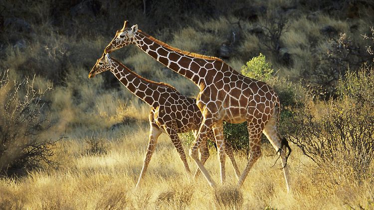   Verband erkennt erstmals mehrere Giraffe-Arten an  