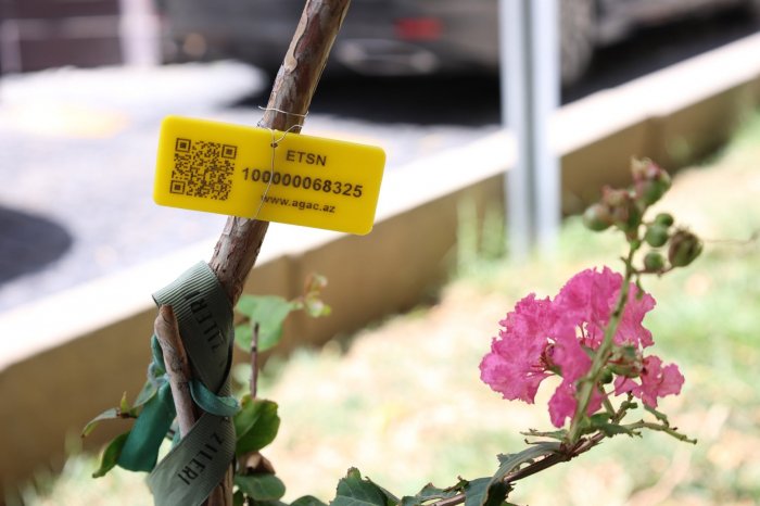 İçərişəhərdəki bütün ağaclar qeydiyyata alınır
