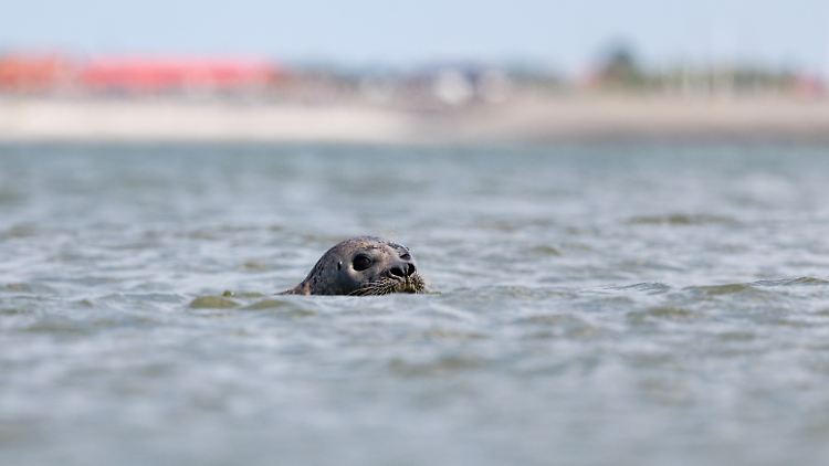   Nordsee ist in diesem Sommer extrem warm  