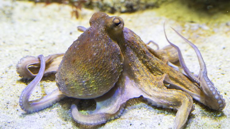   Oktopus-Arme haben Spezialaufgaben  