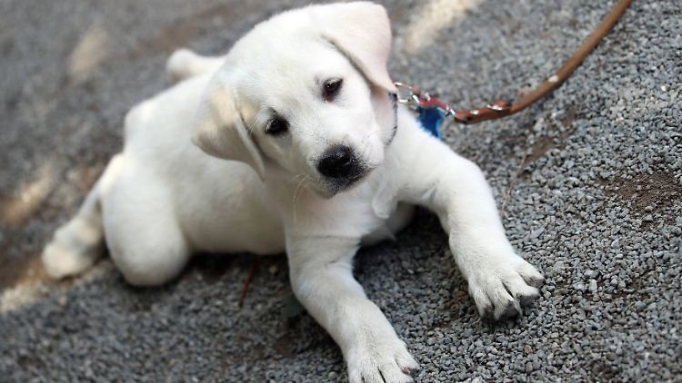   Leben mit Hund oft viel belastender als erwartet  