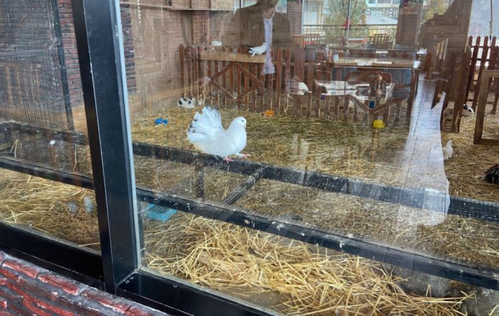 “Kolorit” restoranında heyvanlar qanunsuz saxlanılıb