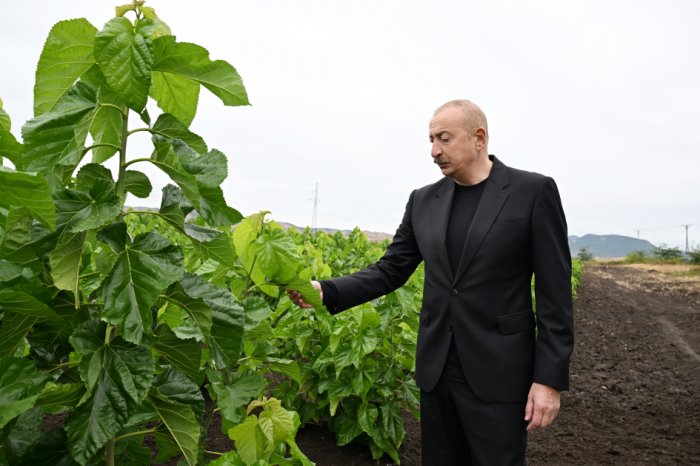 President Ilham Aliyev inspects work at mulberry orchard in Dashbulag village of Khojaly