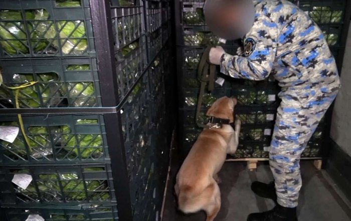 Kahıların içindən 29 kq marixuana çıxıb
