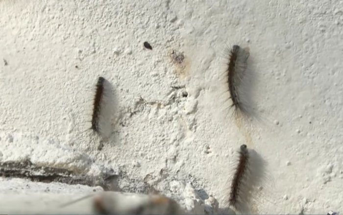 Bakıda bir çox binaları qurd basıb    I VİDEO     
