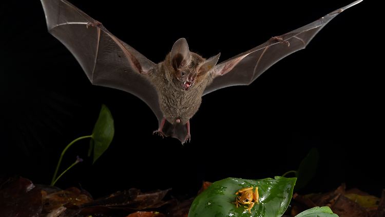   Winzige Fledermaus ist das wohl effizienteste Raubtier der Welt  