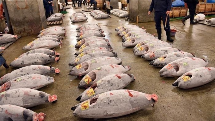 China to suspend seafood imports from Japan