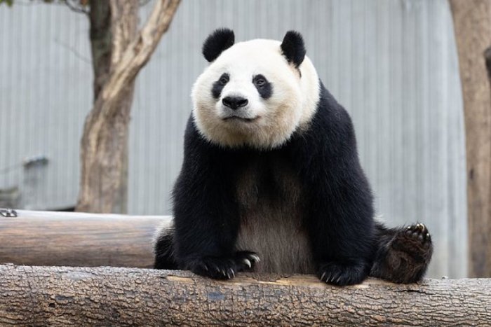 Pekin-Tokio gərginliyi zooparklara da təsir edə bilər