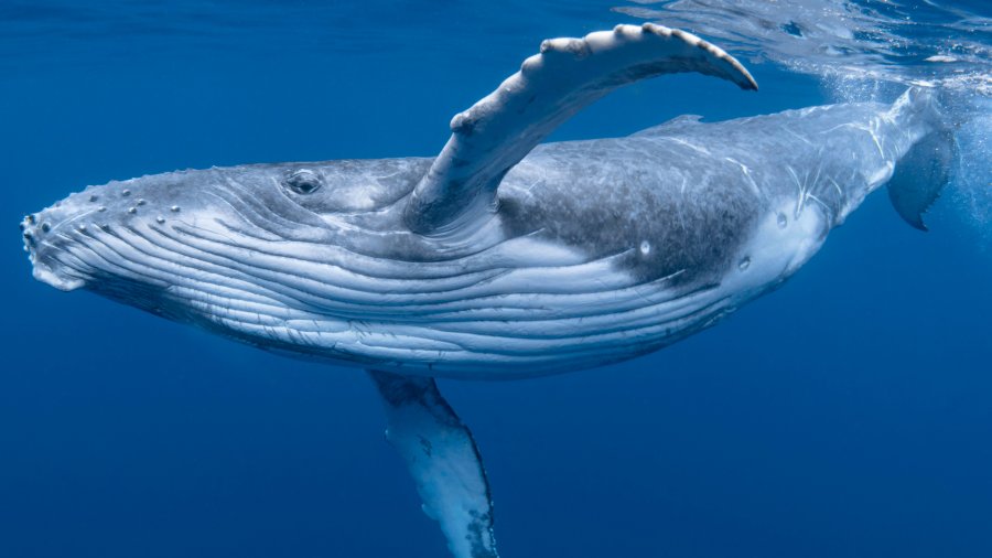 Drones detect deadly virus in Arctic whales