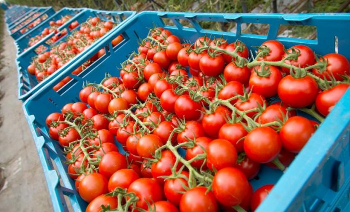   Aserbaidschan hat die Tomatenexporte nach Kasachstan wieder aufgenommen  